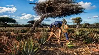 A farmer working in an Aruban field
