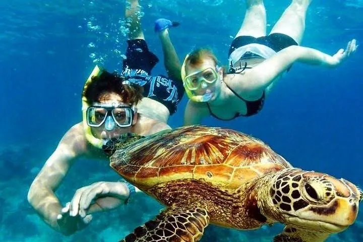 Guests snorkeling alongside a sea turtle in clear turquoise water