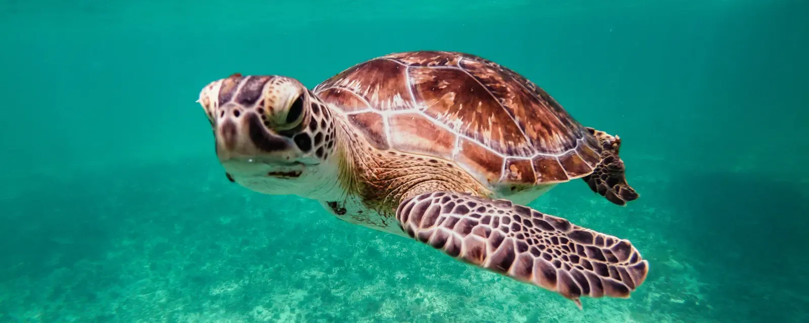How Do You Identify Fish Species While Reef Snorkeling?