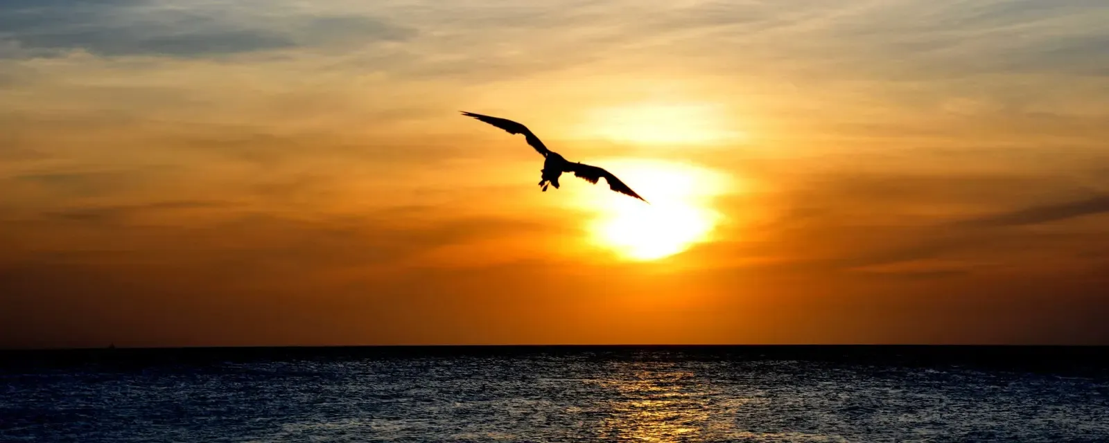 A bird silhouetted against the sunset sky over the ocean